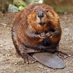 Beaver