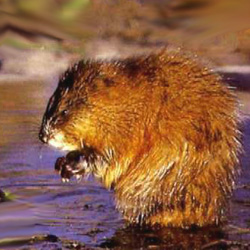 Muskrats
