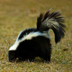 Skunks