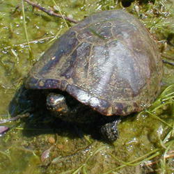 Snapping Turtle