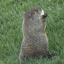 Woodchucks